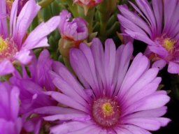 Lampranthus sociorum flowers